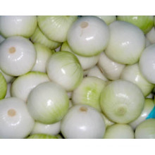 Nueva cebolla blanca pura china de la calidad de Crhigh (5.0cm y ascendente)